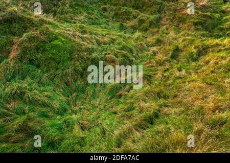 Abstract patterns created by long grass in a deep sinkhole or doline, probably above a natural cavern, on Bradwell Moor near Castleton, Derbyshire. Stock Photo