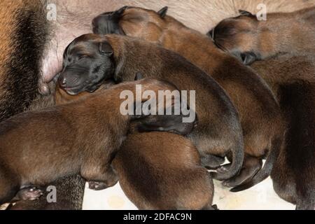 Newborn Belgian Malinois puppies Stock Photo