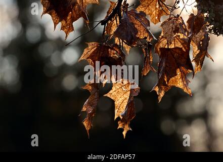 Brown rotten maple leaves after rain in autumn sunlight Stock Photo