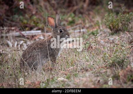 Small Bush Bunny in Bodega California Stock Photo