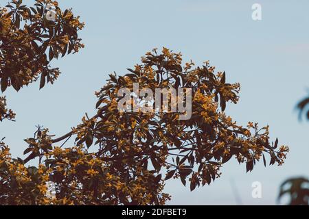 native Australian frangipani Hymenosporum flavum tree outdoor in sunny backyard shot at shallow depth of field Stock Photo