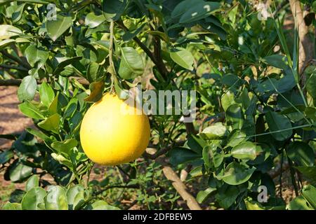 Ripe pomelo fruit on tree in the garden Stock Photo