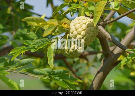 Sugar apple fruit on tree in the morning Stock Photo