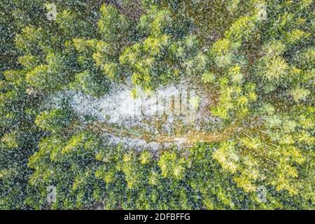 Heavy snowfall over a forest with green trees and a road, aerial top shot in winter. Stock Photo