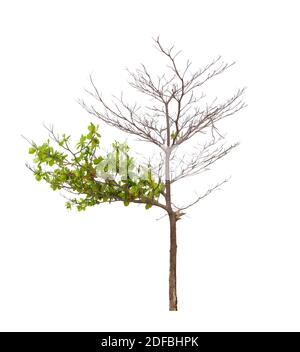 Dead tree on one side and living tree on the different side. Isolated on a white background. Stock Photo