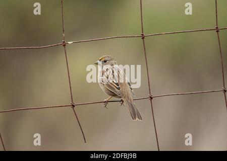 Bird on fence in bodega bay California Stock Photo