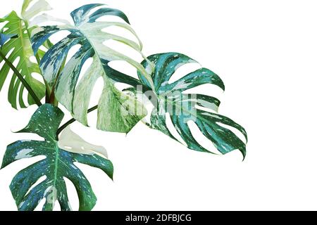 Philodendron HD wallpapers | Pxfuel