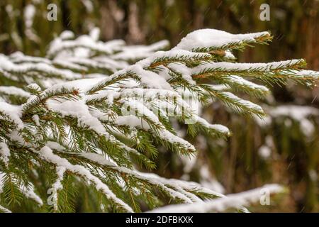 Spruce branches in the forest are covered with fresh snow. Stock Photo