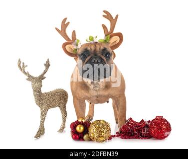 french bulldog in front of white background Stock Photo