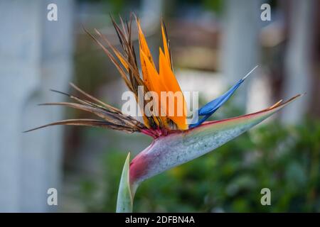 Strelitzia is a genus of five species of perennial plants, native to South Africa. Bird of paradise. Stock Photo
