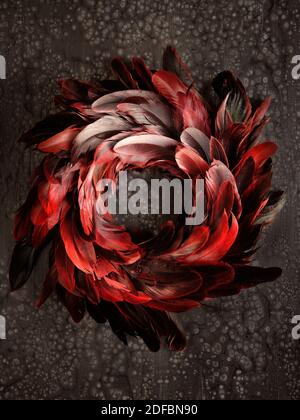 Flat lay, vintage black, red, maroon, and flaming orange feather wreath on dark brown background. Stock Photo