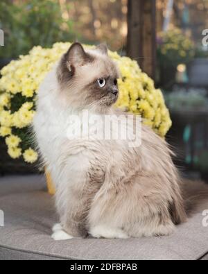 Beautiful ragdoll cat sitting in front of yellow flowers. Stock Photo