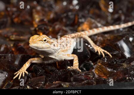 Cute young bearded dragon standing on amber rocks. Stock Photo