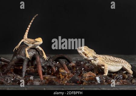 Two bearded dragons looking at each other. Stock Photo