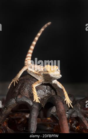 Funny photo of a young bearded dragon perched atop a metal spider. Stock Photo