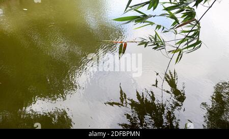 The green shadows of the sky and nature falling into the water have created an artistic background. Stock Photo