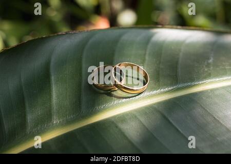 Wedding rings of the bride and groom on a beautiful green leaf on the wedding day. Wedding traditions Stock Photo