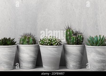 Five succulents and cactus plants in flower pots, on shelf in front of wooden wall, desaturated except for the green parts Stock Photo