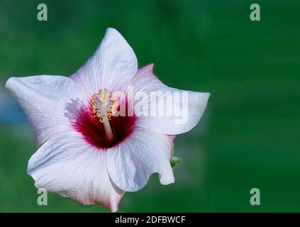 Hibiscus Syriacus Flower Head. Isolated. Copy Space.  Pink with white flower head in full bloom. Room to write. Stock Image.