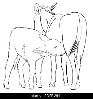 Donkey foal drinking milk from mother Farm Animals Hand Drawn Illustration isolated on white background vector sketch style Stock Vector