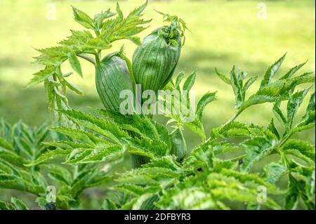 Angelica dahurica plant, known as Dahurian angelica, closeup Stock Photo