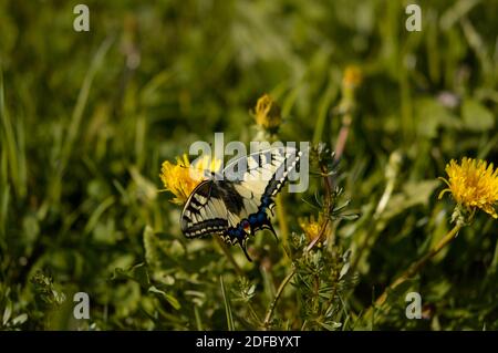 Old World swallowtail butterfly on a dandelion flower. Yellow big butterfly with black vein markings, on a yellow wildflower. Natural green background Stock Photo