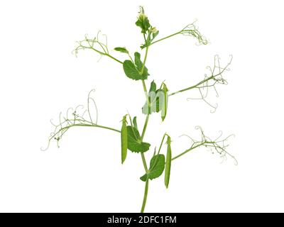 Peas plant with flowers and pods isolated on white, Pisum sativum Stock Photo