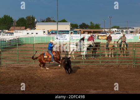 Fallon, Nevada - August 3, 2014: A cowboy on horseback roping a calf in ...
