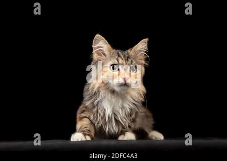 Calmness. Little multicolor kitty of Siberian cat isolated on black studio background. Studio photoshot. Concept of motion, action, pets love, animal grace. Looks happy, delighted, funny. Copyspace.