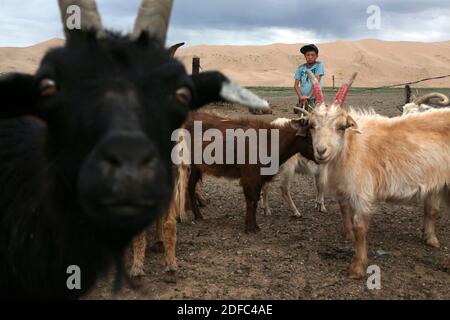 Mongolia, portrait of boy with cattle in the Gobi desert Stock Photo