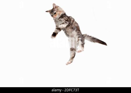 Jumping. Playfull multicolor kitty of Siberian cat isolated on white studio background. Studio photoshot. Concept of motion, action, pets love, animal grace. Looks happy, delighted, funny. Copyspace. Stock Photo
