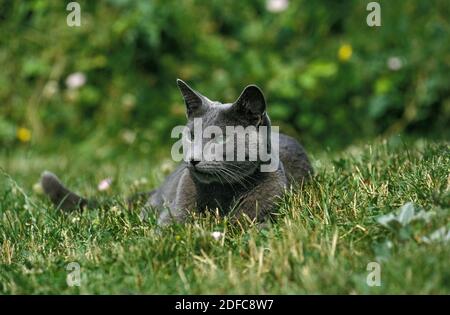 Russian Blue Cat, Adult laying on Grass Stock Photo