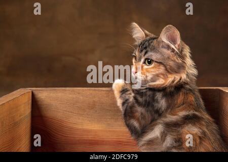 Beautiful purebred kitten of Siberian cat sitting in wooden box isolated on colored background. Concept of home comfort, mood, pets love, animal grace. Looks happy, delighted, scared. Copyspace. Stock Photo