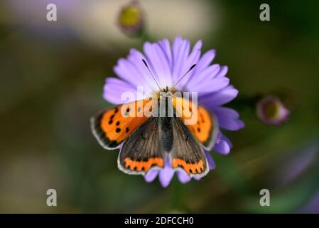 France, Doubs, Arc et Senans, garden, Small Copper (Lycaena phlaeas) foraging on Aster flower Stock Photo