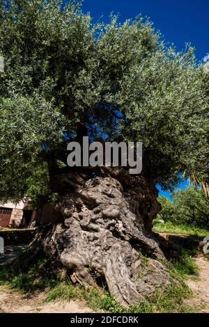 Greece, Crete, Platanias, Vouves village, olive tree, Olea europaea ...