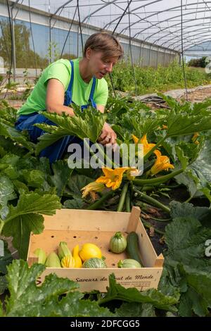 CHRISTELLE, MARKET GARDENER AT THE TERRE FERME, IN HER GREENHOUSE GATHERING ZUCCHINI, CHERONVILLIERS, EURE, NORMANDY, FRANCE, EUROPE Stock Photo