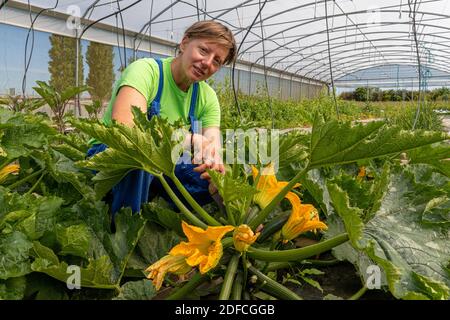 CHRISTELLE, MARKET GARDENER AT THE TERRE FERME, IN HER GREENHOUSE GATHERING ZUCCHINI, CHERONVILLIERS, EURE, NORMANDY, FRANCE, EUROPE Stock Photo