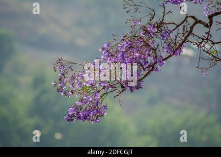 Purple Haze: Jacaranda tree purple flowers against blue sky Stock Photo