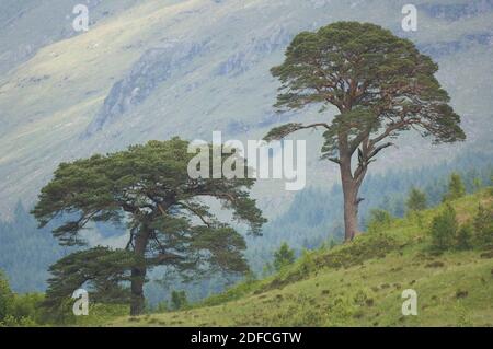 Two Scots Pine in mountain scenery, Scotland. Stock Photo