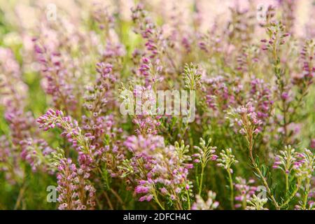 Wood texture background surface with old natural pattern Stock Photo