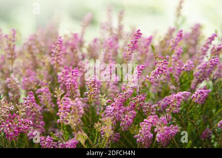 Wood texture background surface with old natural pattern Stock Photo