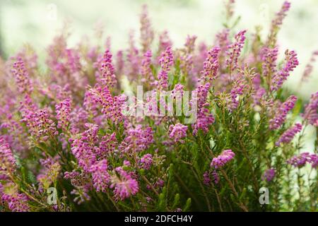 Wood texture background surface with old natural pattern Stock Photo