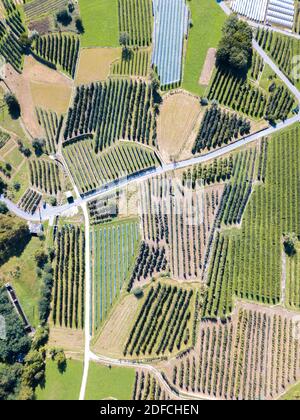 Aerial view of apple orchards and cultivated fields, Valtellina, Sondrio province, Lombardy, Italy
