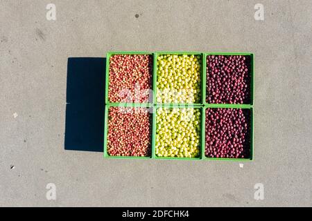 Isolated crates of harvested red and yellow apples from above, Valtellina, Sondrio province, Lombardy, Italy Stock Photo