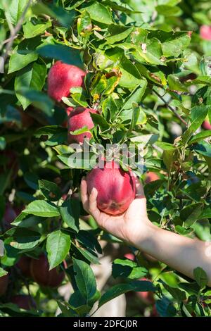 Young woman hand picking red apple from tree, Valtellina, Sondrio province, Lombardy, Italy Stock Photo