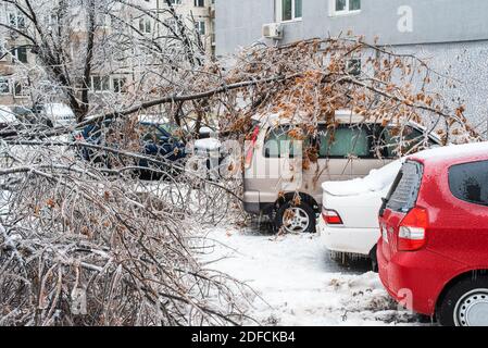 Branches of trees broken by the wind fell on the cars. Trees covered with ice bent over ground. Ice storm cyclone. Frosty weather. Stock Photo