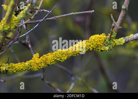 Commonest of the Yellow Lichens, Golden Crust is highly tolerant to salt spray from the sea and will thrive on rocks and trees close to the high tide Stock Photo