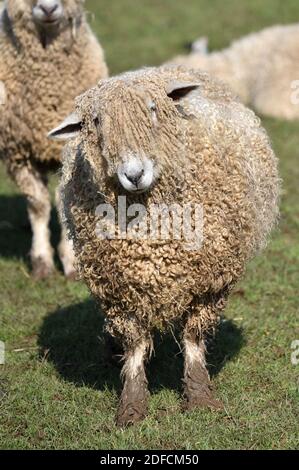 Cotswold Lion Sheep, Cotswolds, Gloucestershire, England, UK Stock Photo