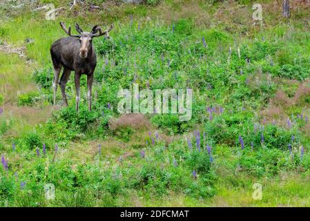 A wild moose in the wilderness of northern Norway Stock Photo