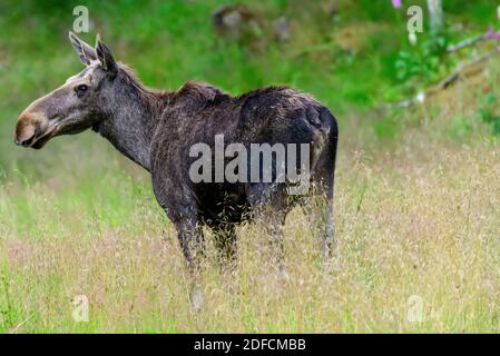 Cow moose in northern Norway Stock Photo